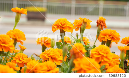 Orange African Marigold flowers on the side of the road Orange African Marigold flowers on the side of the road 80688120