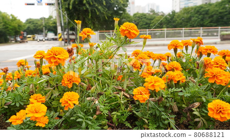 Orange African Marigold flowers on the side of the road Orange African Marigold flowers on the side of the road 80688121