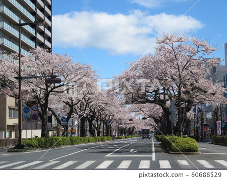 Sakura on Heiwa-dori, Hitachi City 80688529
