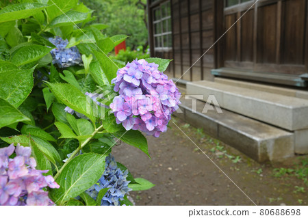 Hydrangea close-up 80688698