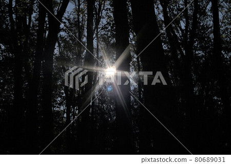 Sunlight shining through the beech forest Sunlight shining through the beech forest 80689031