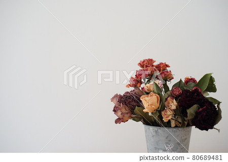 Dried rose flower white background 80689481