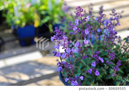 A pot of catmint flowers growing on a deck A pot of catmint flowers growing on a deck 80689505