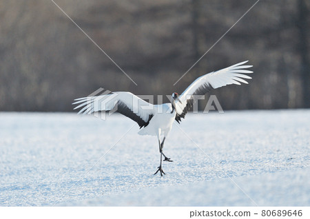 Red-crowned crane (Tsurui, Hokkaido) that came to the feeding area Red-crowned crane (Tsurui, Hokkaido) that came to the feeding area 80689646