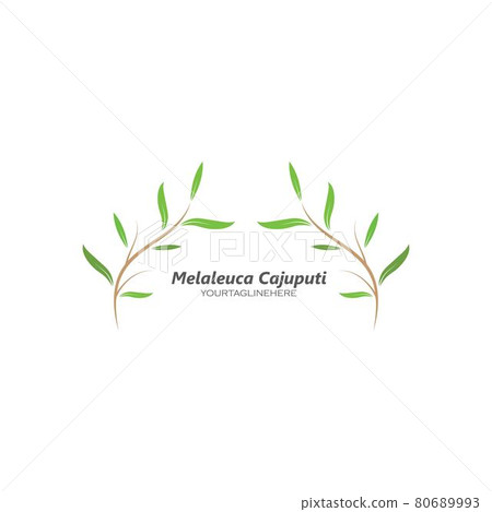 melaleuca cajuputi leaf icon vector illustration design 80689993