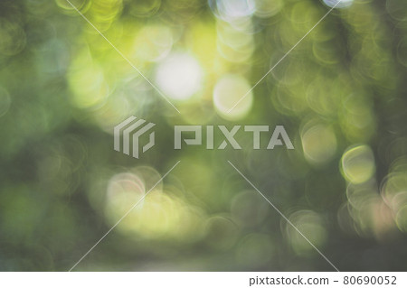 Nature green leaves on blurred greenery tree background and sunlight bokeh Nature green leaves on blurred greenery tree background and sunlight bokeh 80690052