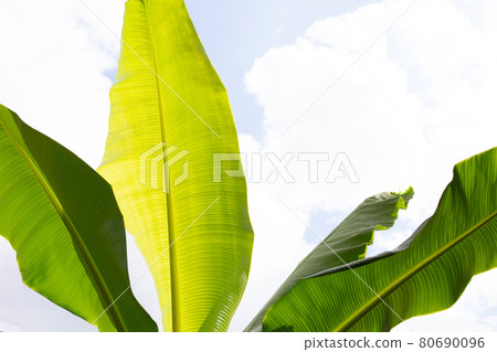 Banana leaves on blue sky and clouds background. 80690096