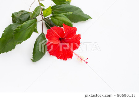 Beautiful red hibiscus flower in full bloom with leaves on white background. 80690115