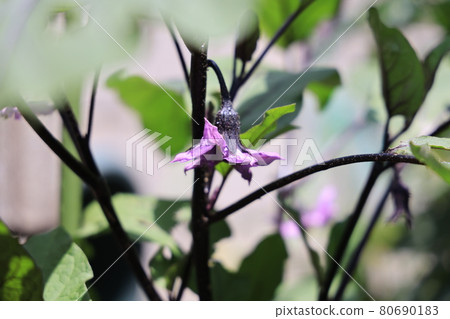 Eggplant flowers in the vegetable garden Eggplant flowers in the vegetable garden 80690183
