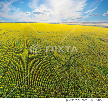 Sunflower field taken from height during day 80690535