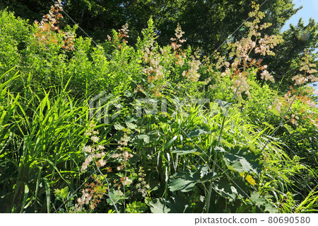 盛夏時節生長在草原上的菖蒲花——從60裡越過開放紀念碑到福島縣只見町 80690580