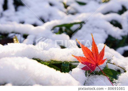 秋葉和小雪 80691081