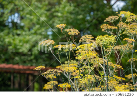 Fennel flowers 80691220