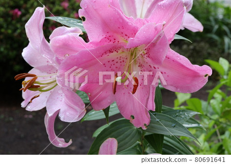 粉紅百合花特寫 80691641