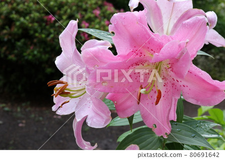 粉紅百合花特寫 80691642