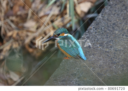 翠鳥 翠鳥 80691720