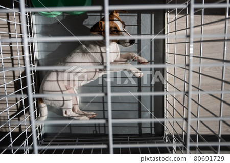 Sad dog Jack Russell Terrier lies in a cage. View from above Sad dog Jack Russell Terrier lies in a cage. View from above 80691729