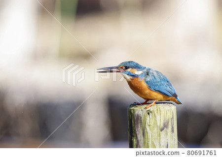 Kingfisher catching shrimp 80691761