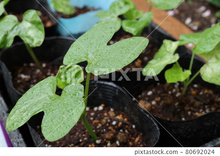 播種後帶開放雙葉的牽牛花幼苗 播種後帶開放雙葉的牽牛花幼苗 80692024