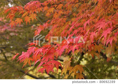 Speaking of autumn leaves, they are still autumn leaves, and I was impressed by the beauty of the bright red color. Speaking of autumn leaves, they are still autumn leaves, and I was impressed by the beauty of the bright red color. 80692289