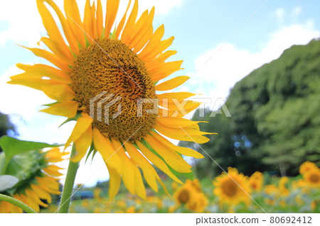 向日葵田夏天圖像 向日葵田夏天圖像 80692412