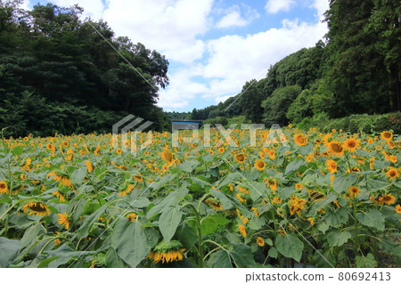 Sunflower field summer image 80692413