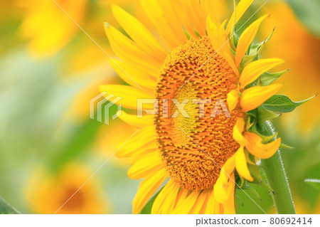 Sunflower field summer image 80692414