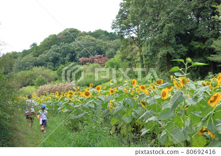 向日葵田夏天圖像 向日葵田夏天圖像 80692416