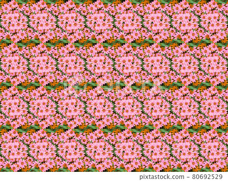 Zinnia pink floral pattern Zinnia pink floral pattern 80692529