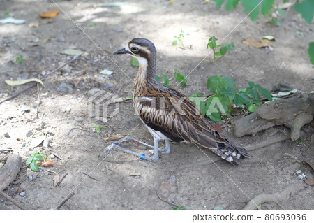 坎貝爾鎮 Wild Bird Forest 澳大利亞 Ishichidori 坎貝爾鎮 Wild Bird Forest 澳大利亞 Ishichidori 80693036