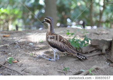 坎貝爾鎮 Wild Bird Forest 澳大利亞 Ishichidori 坎貝爾鎮 Wild Bird Forest 澳大利亞 Ishichidori 80693037