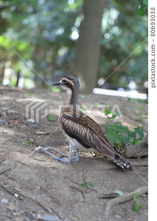 Campbell Town Wild Bird Forest Australia Ishichidori 80693038