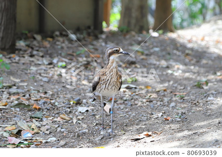 Campbell Town Wild Bird Forest Australia Ishichidori 80693039