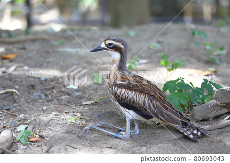 坎貝爾鎮 Wild Bird Forest 澳大利亞 Ishichidori 80693043