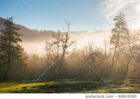 countryside scenery at sunrise. fog glowing in morning light above the forest on the grassy meadow. magical autumn landscape in mountains beneath a blue sky with clouds countryside scenery at sunrise. fog glowing in morning light above the forest on the grassy meadow. magical autumn landscape in mountains beneath a blue sky with clouds 80693090