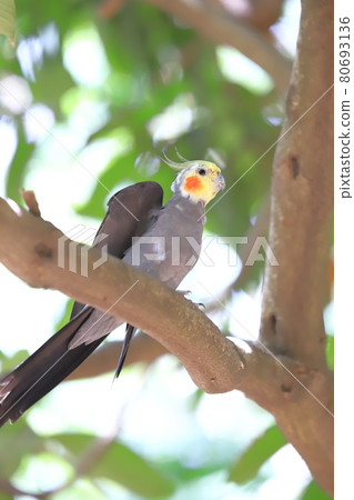 Campbell Town Wild Bird Forest Cockatiel 80693136
