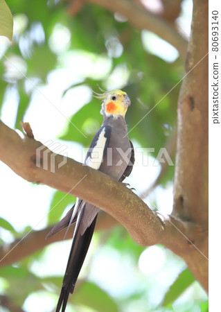Campbell Town Wild Bird Forest Cockatiel 80693140