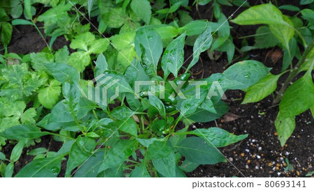 Pepper that grows well 80693141
