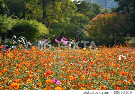 Orange cosmos field Orange cosmos field 80693169