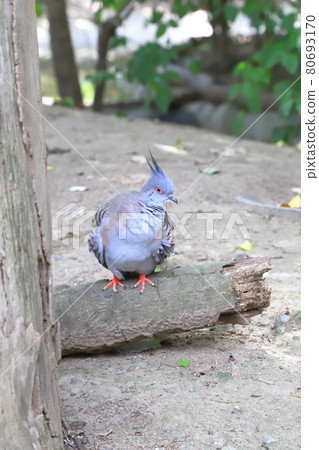 Campbell Town Wild Bird Forest Crested Pigeon Campbell Town Wild Bird Forest Crested Pigeon 80693170