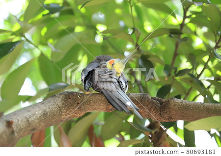 Campbell Town Wild Bird Forest Cockatiel 80693181