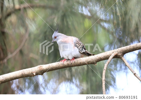 Campbell Town Wild Bird Forest Crested Pigeon 80693191