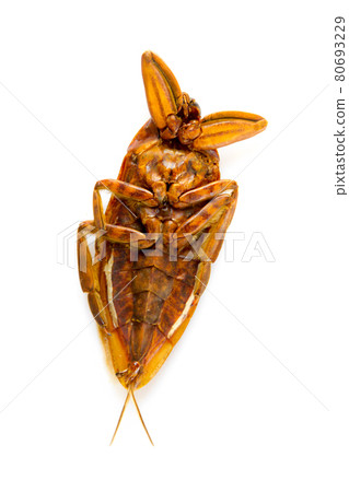 Dead dried cockroach isolated on white 80693229
