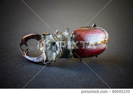 European stag beetle on black background 80693230