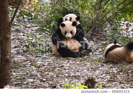 A child panda that can be pampered by a mother 80693325