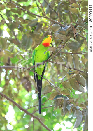 Campbell Town Wild Bird 森林 Mikazuki Parakeet 80693411