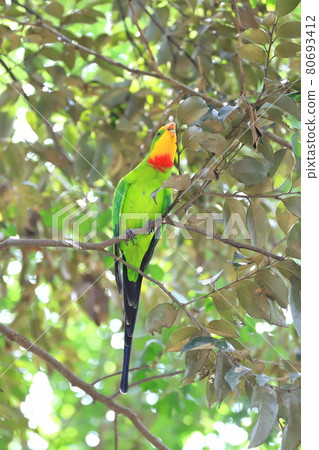 Campbell Town Wild Bird 森林 Mikazuki Parakeet 80693412