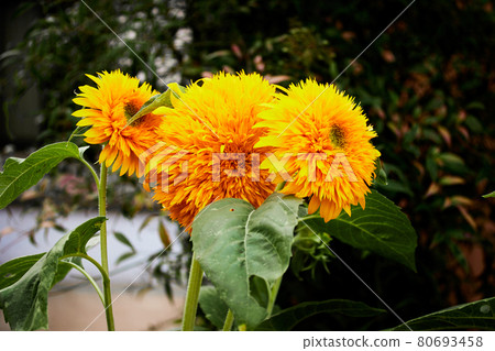 sunflower	 80693458