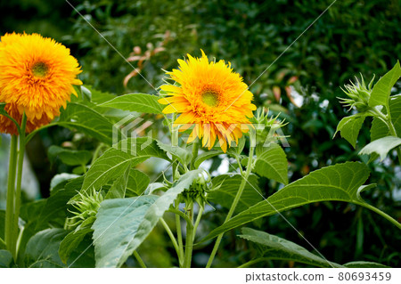Sunflower 80693459