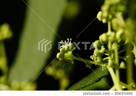 Aralia elata flower 80693460